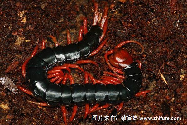 蝎子和蜈蚣誰厲害？