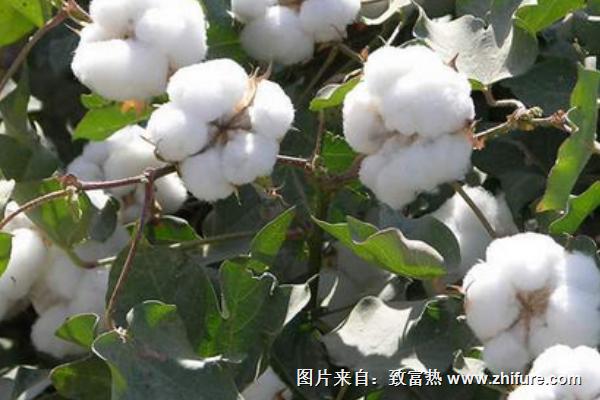 棉花價格多少錢一斤?