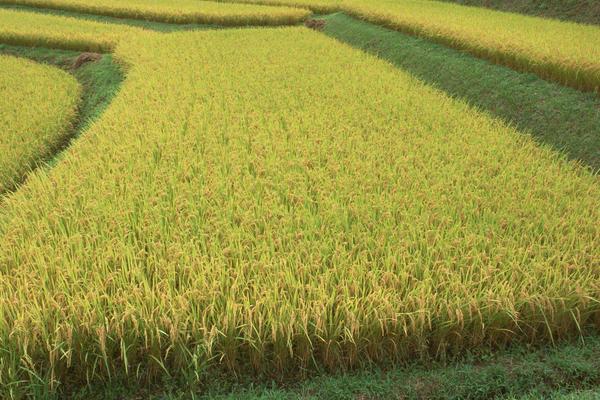 水稻和小麥的區別什么？