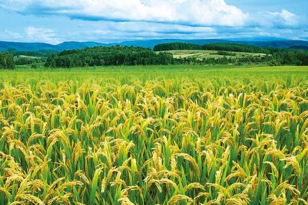 水稻和小麥的區別什么？