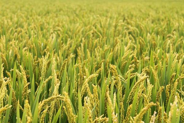 水稻和小麥的區別什么？