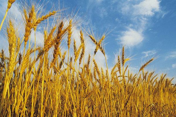 水稻和小麥的區別什么？