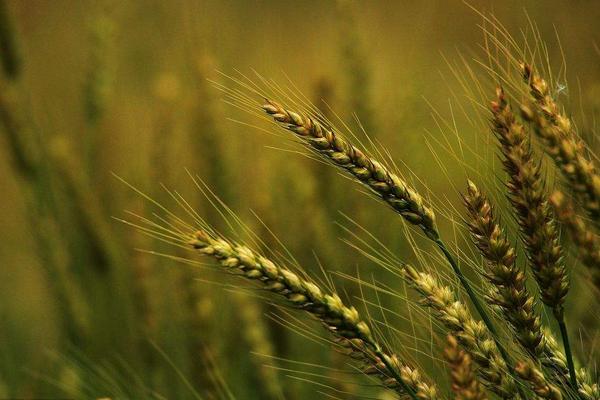 水稻和小麥的區別什么？