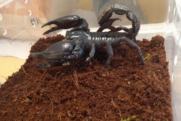 蝎子和蜈蚣誰(shuí)厲害?