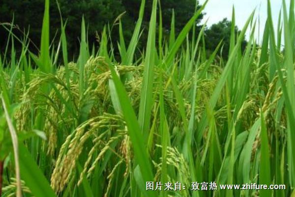 雜交水稻畝產多少斤？