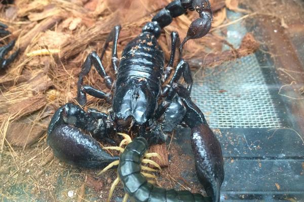 蝎子和蜈蚣誰(shuí)厲害?