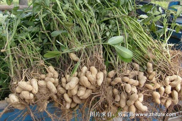 花生怎樣種植？