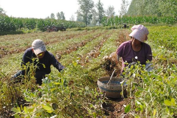 花生怎樣種植？