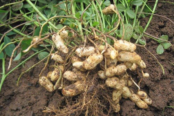 花生怎樣種植？