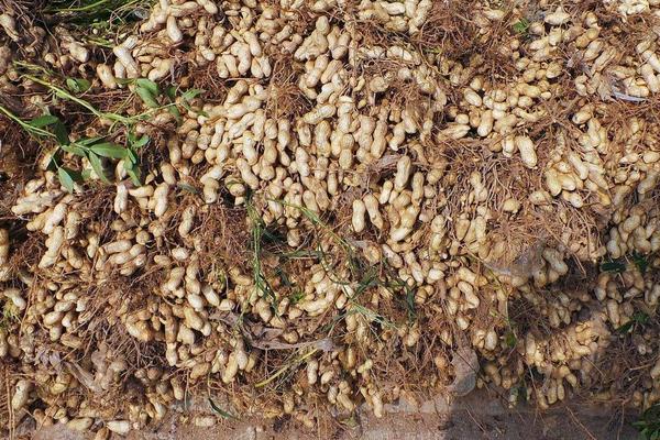 花生怎樣種植？