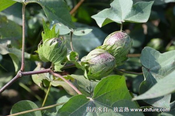 棉花的種植與管理技術