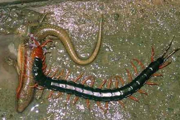 蝎子和蜈蚣誰(shuí)厲害?