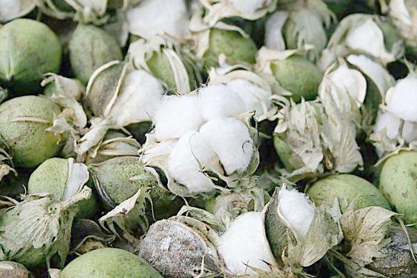 新疆棉花產地在哪里?