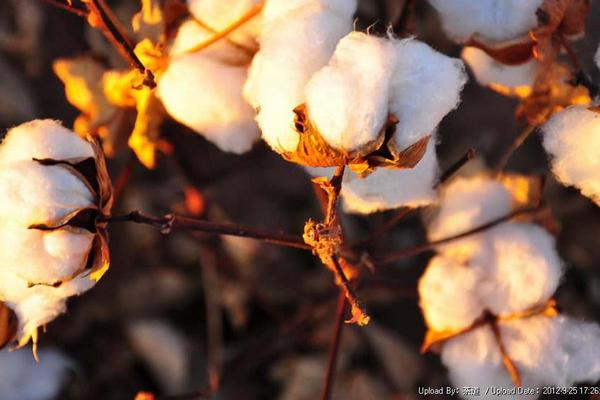 新疆棉花產地在哪里?