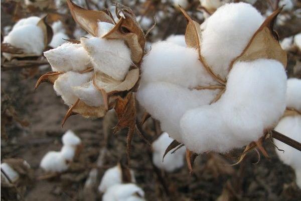 新疆棉花產地在哪里?