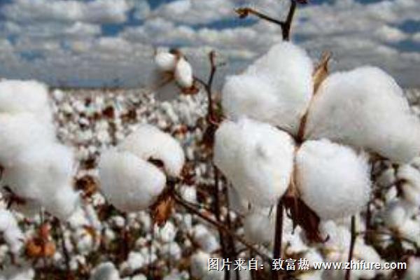 新疆棉花什么時候采摘?