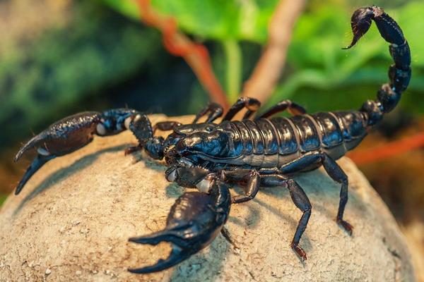 蝎子和蜈蚣誰(shuí)厲害?