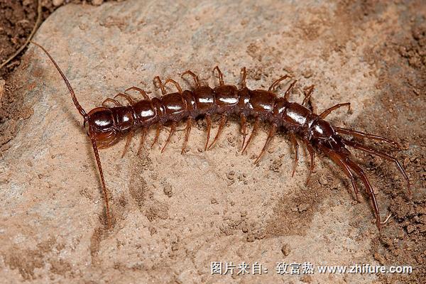 蝎子和蜈蚣誰(shuí)厲害?