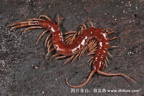 蚰蜒和蜈蚣的區別是什么？