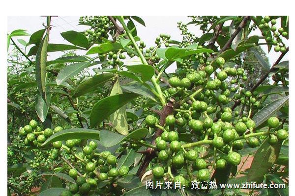 青花椒和紅花椒的區別是什么？