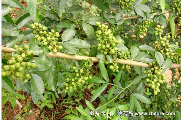 花椒什么時候采摘？