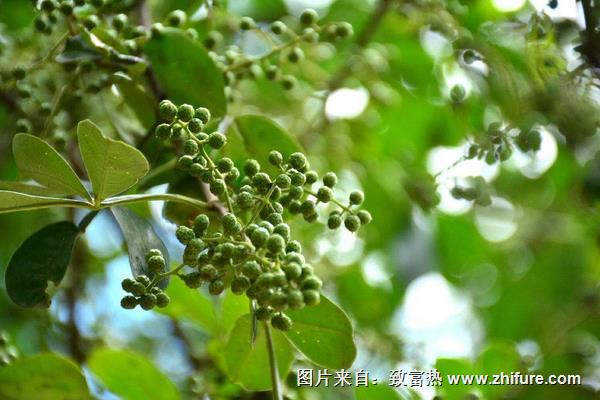 花椒樹幾年結(jié)果？