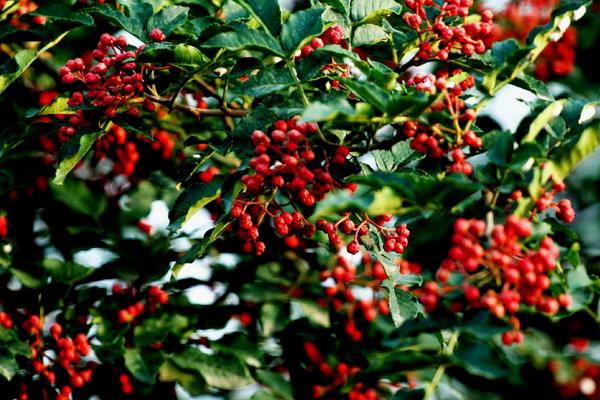 花椒烘干機(jī)多少錢一臺(tái)?