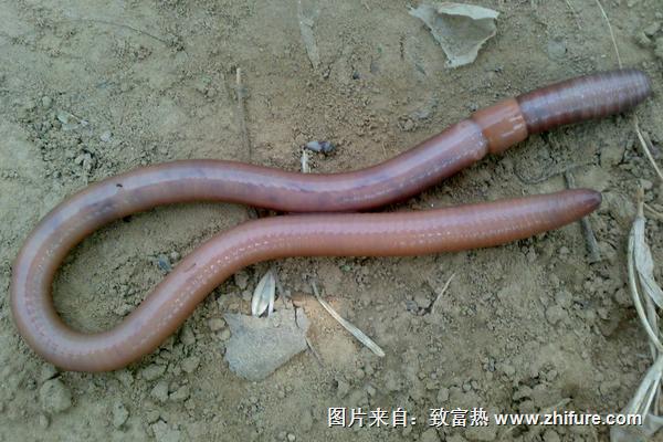 夢見蚯蚓是什么意思？