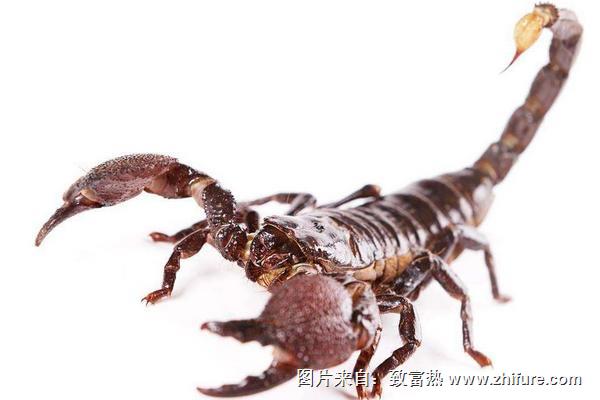 蝎子吃什么？