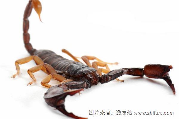 蝎子圖片大全
