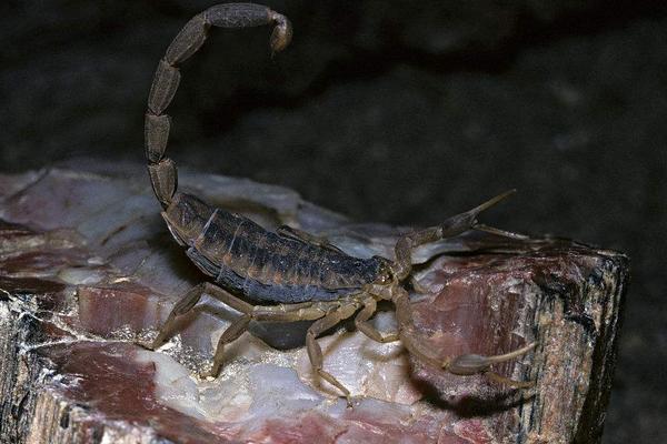 蝎子圖片大全