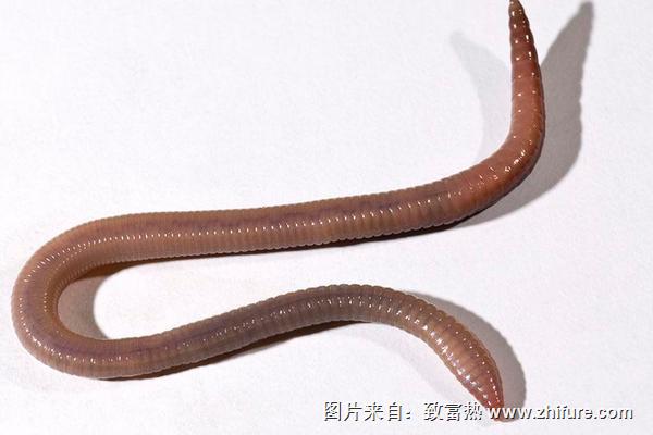 干蚯蚓價(jià)格多少錢(qián)一斤？