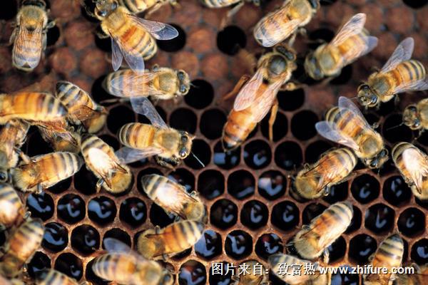 養(yǎng)蜂場圖片大全