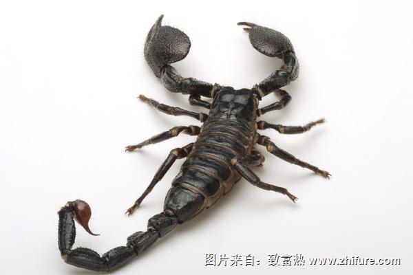 蝎子蟄了要怎么處理？