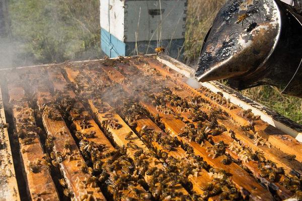 養(yǎng)蜂如何防馬蜂？