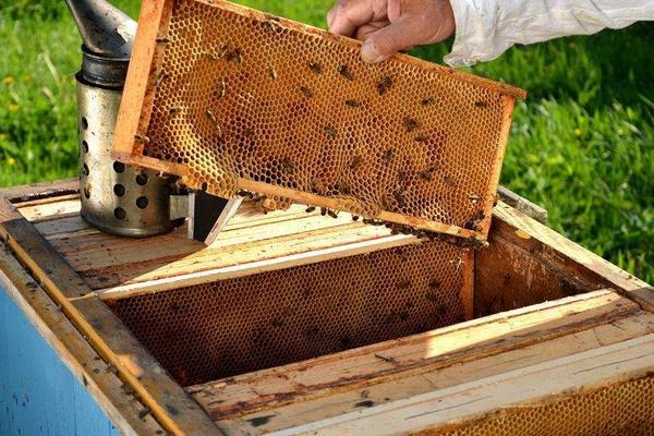 養(yǎng)蜂如何防馬蜂？