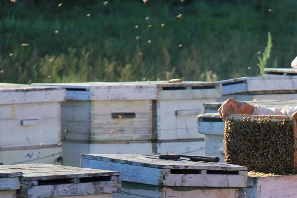 養(yǎng)蜂如何防馬蜂？