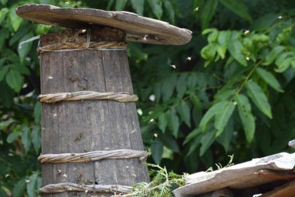 養(yǎng)蜂如何防馬蜂？