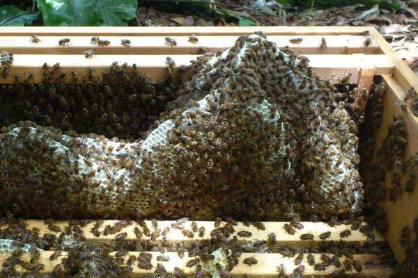 養(yǎng)蜂如何防馬蜂？