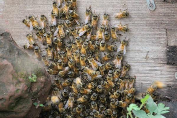 養(yǎng)蜂如何防馬蜂？