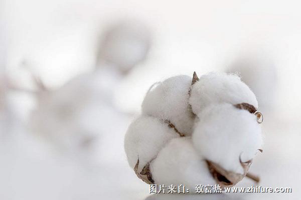 棉花圖片大全
