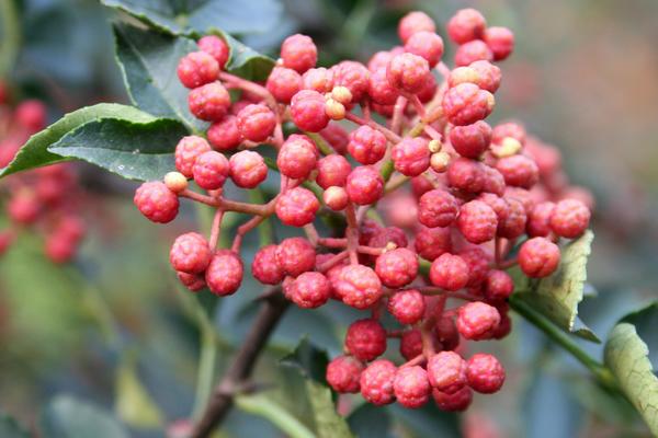 大紅袍花椒價(jià)格多少錢(qián)一斤?