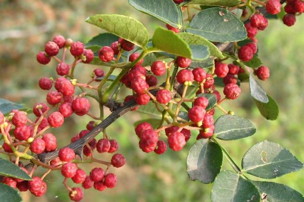 大紅袍花椒價(jià)格多少錢(qián)一斤?