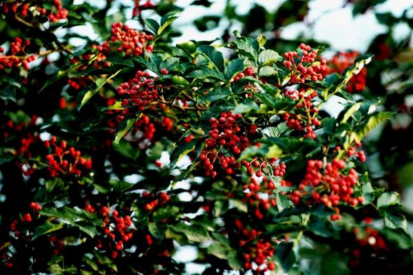 大紅袍花椒價(jià)格多少錢(qián)一斤?