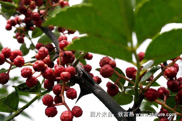 花椒樹1畝地利潤多少？