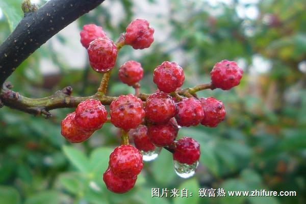 新鮮花椒怎么保存？