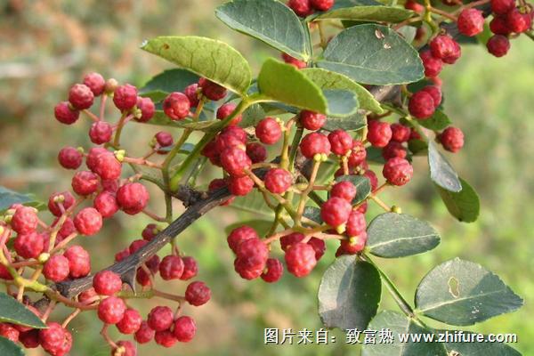 新鮮花椒怎么做花椒油？