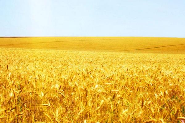 小麥什么時候成熟？