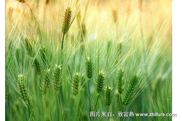 小麥?zhǔn)裁磿r(shí)候成熟？