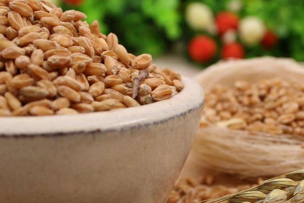 小麥什么時候成熟？